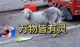 杀羊视频,揭秘杀羊现场的真实过程